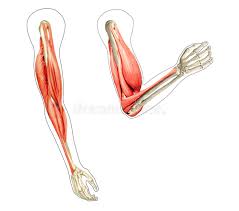 Photo of arm muscle model with outlined and named muscles. Human Arms Anatomy Diagrams Stock Illustration Illustration Of Physician Bent 22516976