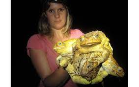 The cane toad (bufo marinu), is a large, terrestrial toad native to central and south america. The Rapid Spread Of Australia S Cane Toad Pests Bbc News