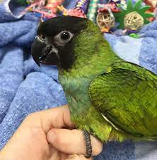 Nanday Conure