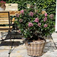 Image result for Escallonia