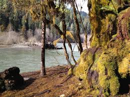 Lower South Fork Skokomish River 