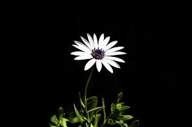 Is ferns n petals a honest reliable flower delivery service? The Fern Flower An Almost True Fable By Gosia Rokicka Vagabond Voices Medium