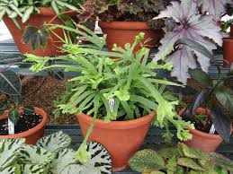 Image result for Pteris buchananii