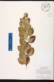 Image result for Flacourtia indica