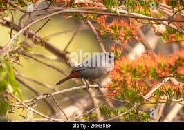 Image result for Combretum paniculatum