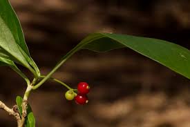 Image result for Psychotria pumila