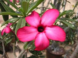 Image result for Adenium multiflorum