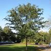 The ancient art of growing bonsai trees is well over a thousand years old. 1