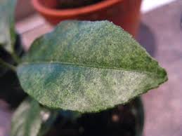 Spider mites are one of the common pest problems that can occur with fiddle leaf figs. Garden Science Experiment 2 Spider Mites Part One