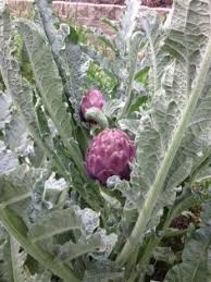Artichoke plants should produce for about three to five years. Growing Carciofo Romanesco An Ancient Artichoke In Solano County Under The Solano Sun Anr Blogs