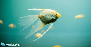 Aquarium Fish Disease Guide Symptoms Treatments
