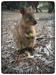 Quokka Rottnest Island Quokka Animals Kangaroo