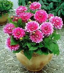 Cara perkembangbiakan bunga dahlia sms 089611410430 benihbunga. Cara Menanam Bunga Dahlia Dan Perawatannya Pt Kusuma Dipa Nugraha