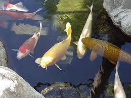 Koi pond 3d live wallpaper apk. Awesome Koi Pond Maintenance Tips Your Fish Can T Live Without Aquatech Aquarium Service