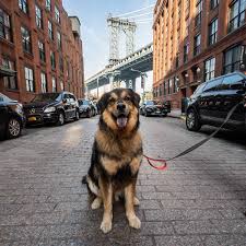 They will also do well being around livestock, especially sheep and goats. Uzivatel The Dogist Na Twitteru Bates Great Pyrenees German Shepherd Mix 5 Y O Washington Water St Brooklyn Ny They Told Us He Was Full Grown At 35 Lbs He S Now