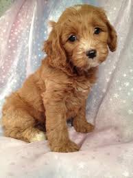 Check spelling or type a new query. Cockapoo Breeder In Iowa With Cockapoo Pups Ready Now August 2012