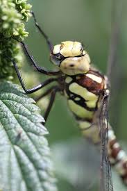 Southern Hawker Nature Animals Animals Science Nature