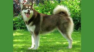 Perbedaan alaskan malamute dengan siberian husky. 6 Ras Anjing Yang Dianggap Paling Berbahaya Citizen6 Liputan6 Com