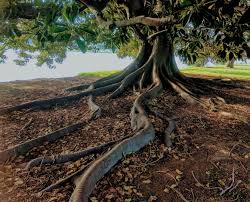 The saga of an american family. Human Roots Of Business Success Generative Leadership