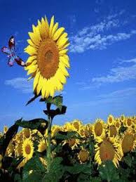 It is very popular to decorate the background of mac, windows, desktop or android device beautifully. Download Gambar Gif Bunga Matahari Vina Gambar