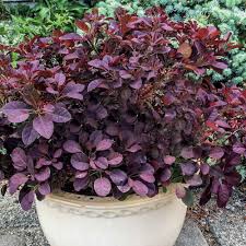 We did not find results for: Cotinus Velveteeny Smoke Bush Sugar Creek Gardens