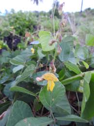 Image result for Rhynchosia viscosa