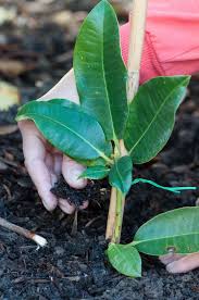 Rhododendron Durch Ableger Vermehren Pflanzen Vermehrung Pflanzen Garten Pflanzen