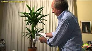 Le piante da appartamento (anche piante da interno) rappresentano un'interessante soluzione di arredamento nonché un ottimo modo di soddisfare la voglia di giardinaggio delle tante persone che non hanno a disposizione uno spazio esterno per poter dar sfogo alla loro passione verde. Coltivazione Delle Yucche Youtube
