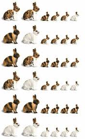 Color Breeding Chart Rabbit Breeds Meat Rabbits Rabbit