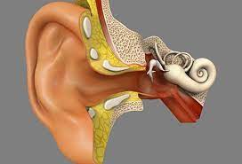 The inner ear (internal ear, auris interna) is the innermost part of the vertebrate ear. How Do You Do The Epley Maneuver