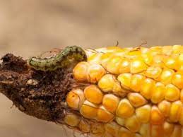 So how do you get rid of these cabbage worms in a way that is safe and effective? Earworm Control In Corn How To Get Rid Of Earworms