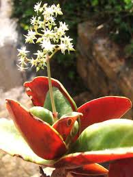 Image result for Stemodiopsis rivae