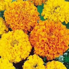 African Marigold Seeds Crakerjack Mix In 2020 Flower Seeds Growing Marigolds Plants