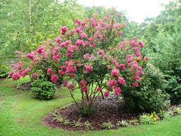 There are 154 crepe myrtle flower for sale on etsy, and they cost $29.08 on average. The Long Lasting Bloom Of Crape Myrtle A Cultivated Nest
