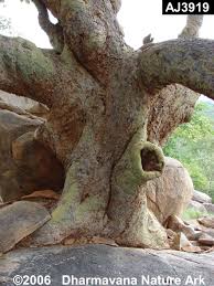 Image result for Hildegardia