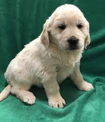 Member of golden retriever club of america, dallas fort worth. Dallas Golden Retriever Puppy 635231 Puppyspot