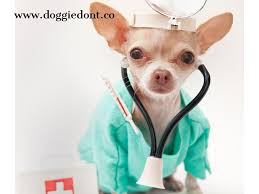 Our latest video shares examples of different. How To Know When Your Dog Has Been Poisoned The Doggie Dont Device