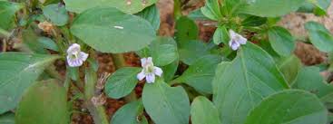 Image result for Dyschoriste