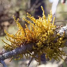 Image result for Viscaceae