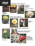 Image result for Anthospermum vallicola
