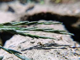 Image result for Leptochloa uniflora