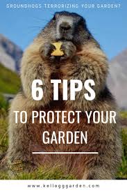 Tomatoes planted at the most appropriate time in a very good condition will most probably overcome the tomato plants that were planted early in the season when the environmental factors were not favourable. Protect Your Garden From Groundhogs Kellogg Garden Organics