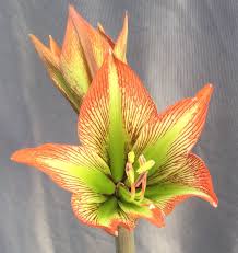 Image result for Hippeastrum
