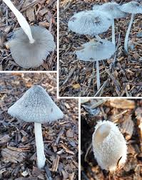 Image result for Coprinus lagopus