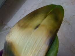 Pilzerkrankungen sind ein weiterer grund, warum die orchideenblätter gelb werden. Weiss Gelb Braune Flecken Und Weisse Punkte Pflegeprobleme Pflanzenforum