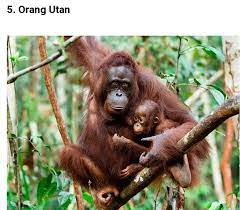 Spesies kucing liar yang dinyatakan terancam punah. 13 Spesies Haiwan Paling Pertanian Penternakan Facebook