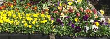 Planning a trip to knoxville, tennessee? Stanley S Greenhouse South Knoxville 10 Tips From 147 Visitors