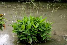 Image result for Thalia geniculata