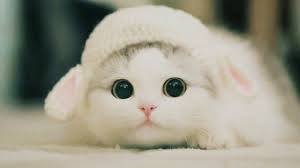 Cute Kittens Will Melt Your Heart Kittens That Will Make You Fall In Love Youtube Cute Cats Kittens Cutest Cute Baby Cats