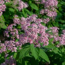 Image result for Spiraea japonica ´Little Princess